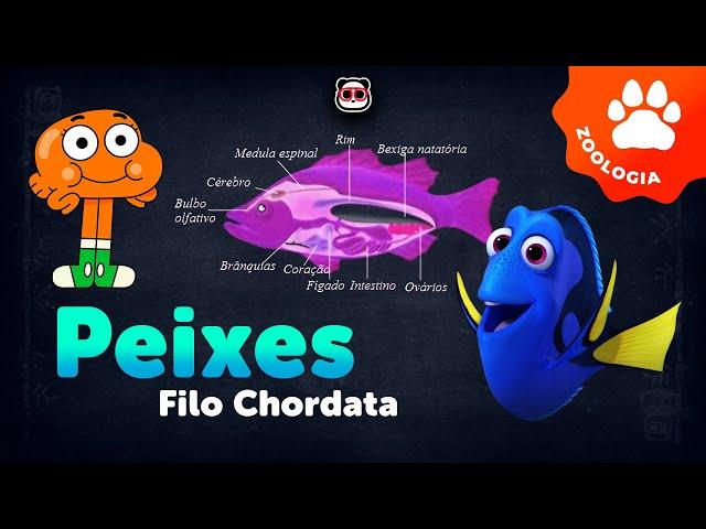 Filo Chordata - Peixes