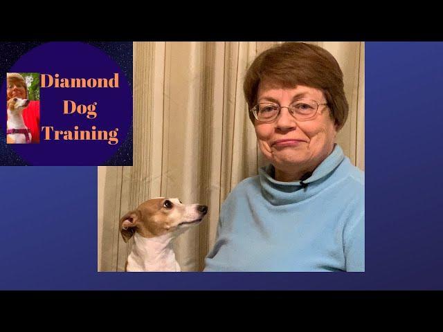 Diamond Dog Training Positive Effective Training Tips To Help You Train Your Dog