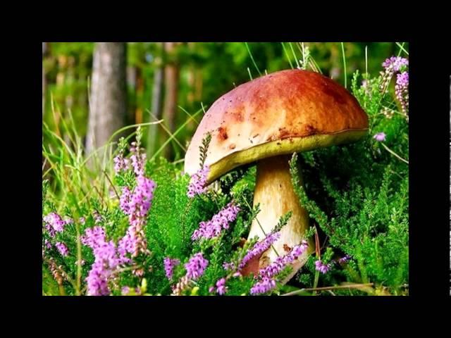 Beautiful Mushroom in the World