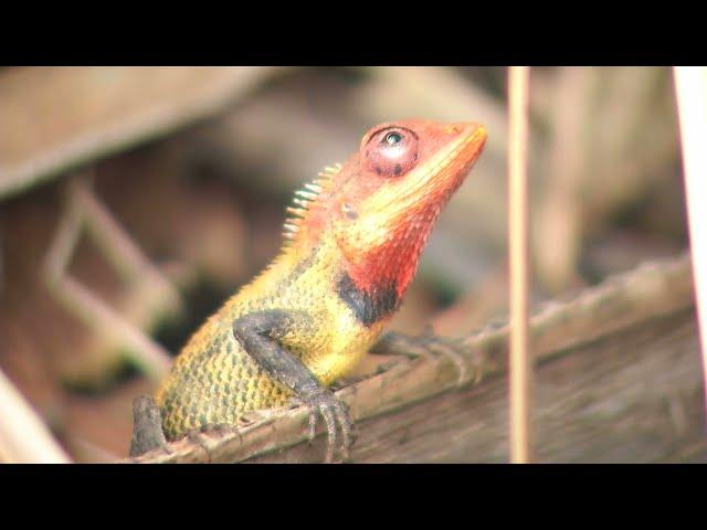 Agamid lizard