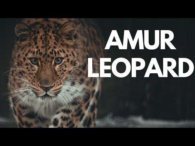 Amur Leopard: Endangered, Cubs & Conservation