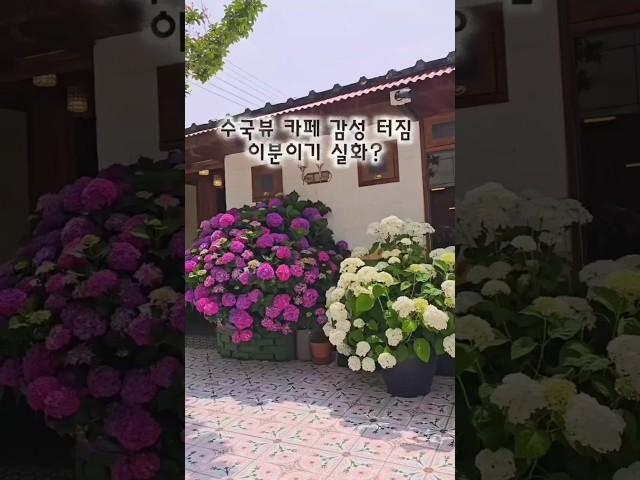 울산 북구 감성 가득한 수국 카페  카페 머물다  #울산 #울산감성카페 #카페머물다 #수국카페 #수국명소  #울산데이트코스 #울산핫플 #울산사진스팟  #울산카페#카페