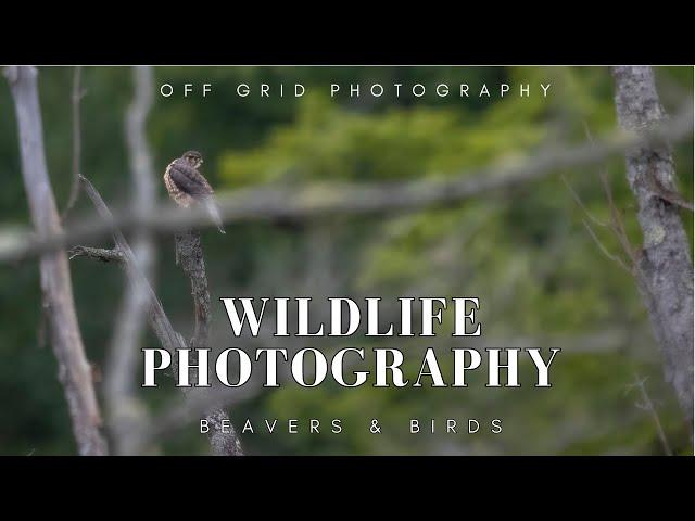 Off Grid Wildlife Photography | Remote cabin in Quebec, Canada