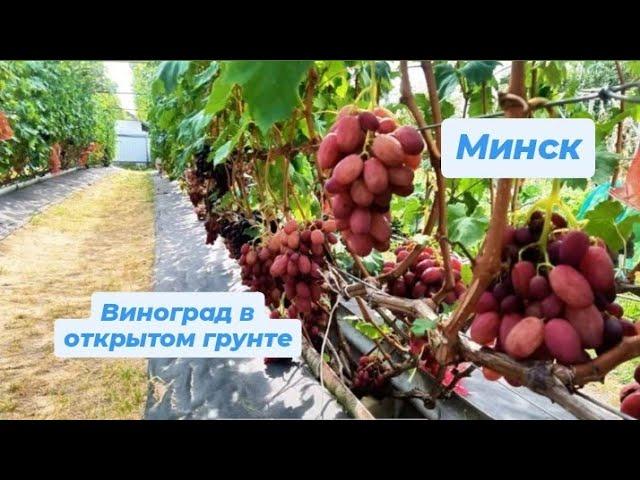 2/2 "20 сортов Винограда с мускатным вкусом, созревающих в открытом грунте. Беларусь, Минский район