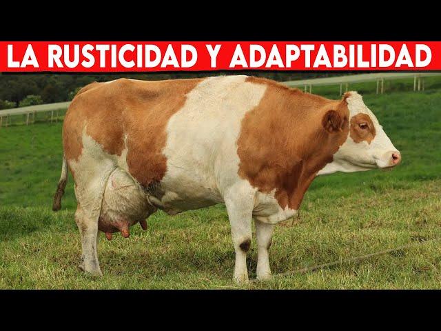  La Rusticidad Y Adaptabilidad De la Raza SIMMENTAL  Vacas Lecheras / Doble Propósito