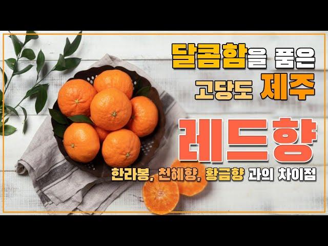 제주 레드향 을 아시나요? 한라봉, 천혜향 황금향 과의 차이점