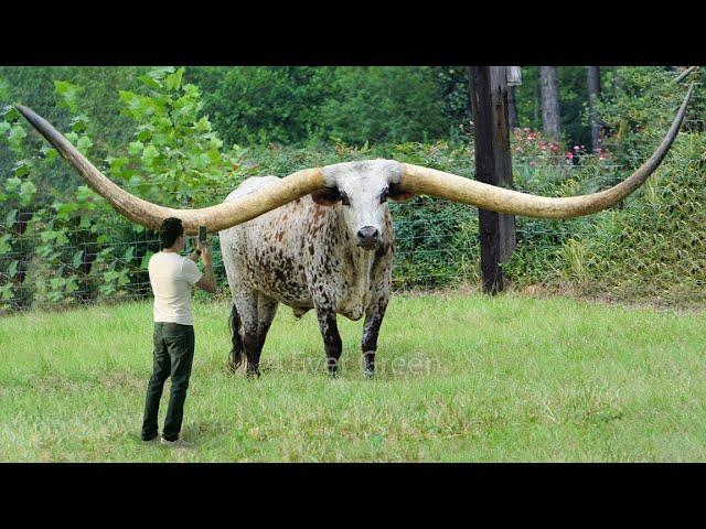 10 Animals With The Biggest Horns In The World