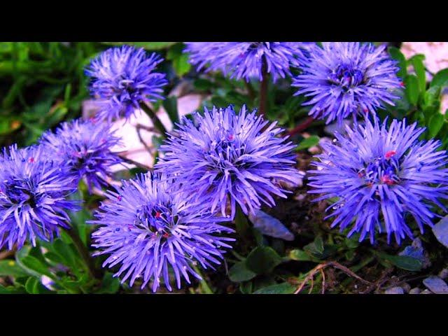SOWED BEAUTIFUL FLOWERS FROM SEEDS AND THIS IS WHAT GROWN