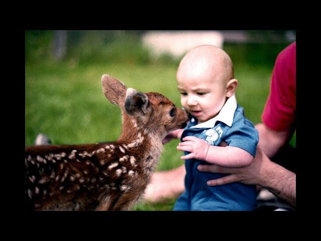 Beautiful Deer Visit Our Home & Felina the Rescue