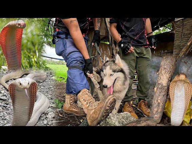 3 COBRA MGA MAG SASAKA HUMARAP SA PANGANIB #cobraprince #tolcobra