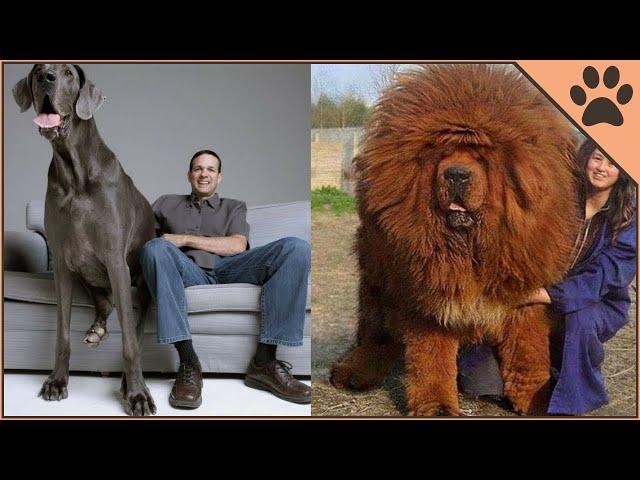 Top 10 Heaviest Dog Breeds