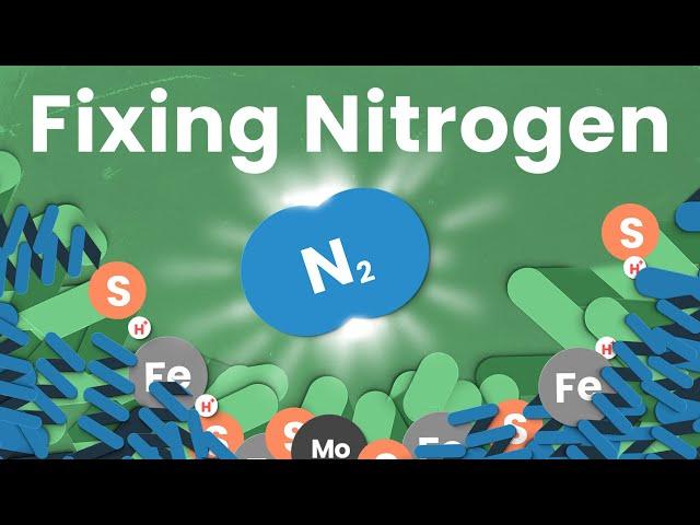 The Most Underrated Chemical Process on Earth｜Nitrogen Fixing