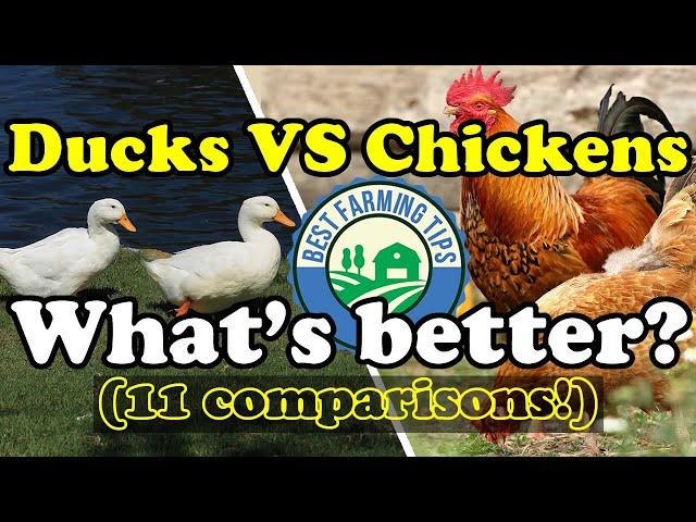 What's better: Ducks or chickens? (for meat and eggs) -  CHICKENS VS DUCKS