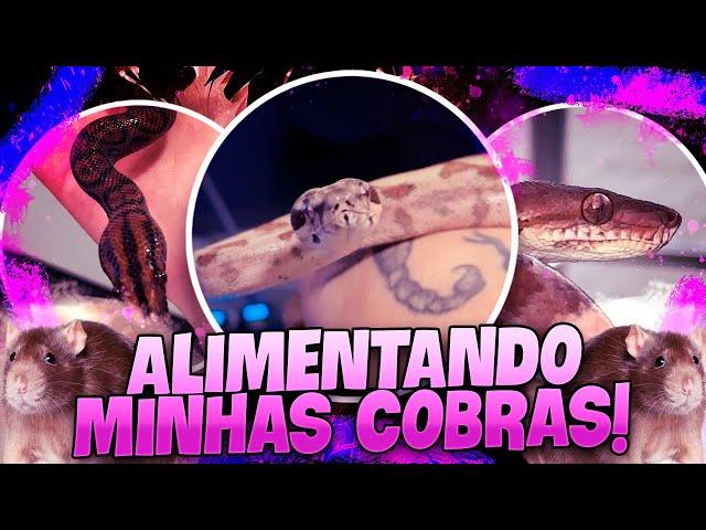 ALIMENTANDO MINHAS COBRAS DE ESTIMAÇÃO! | wildboppre