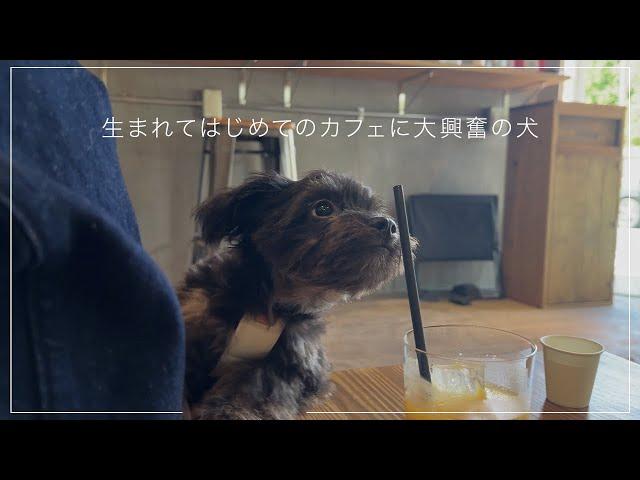 生まれてはじめてカフェに行くチワプー【犬Vlog】