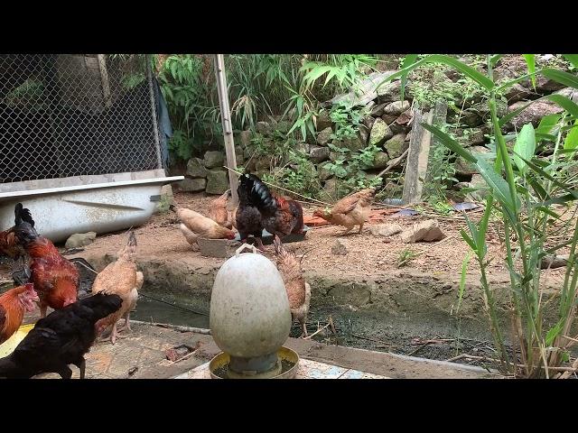 Hillside Hues: The Colorful World of Free-Range Chicken Farming