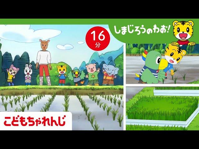 【16分アニメ】田植えにチャレンジ 苗もドジョウも、みんな生きている | 自然の生き物・命 | しまじろうのわお！アニメ | しまじろうチャンネル公式