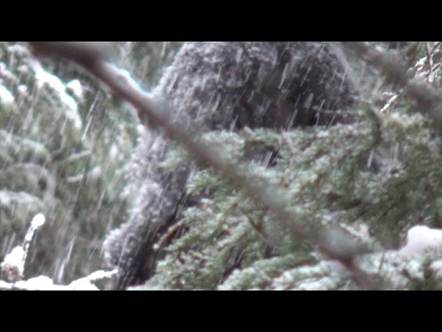 Bigfoot Sighting Near Banff National Park (Video Two)