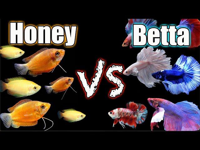 Betta Fish vs Honey Gourami - Which is The Ultimate Center Piece Fish?