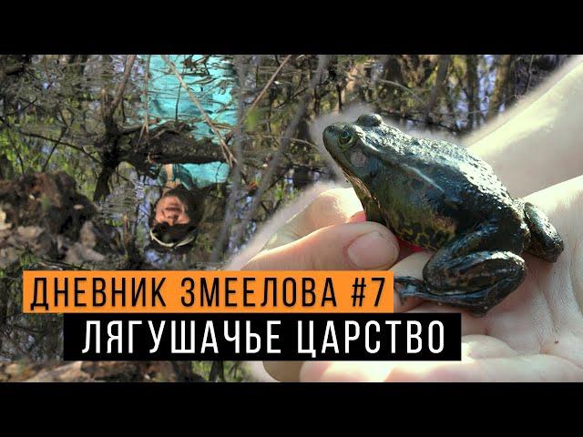 Лягушачье царство - Дневник змеелова #7 / Змеелов - ученый