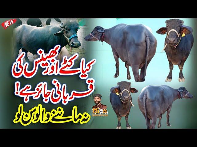 Eid Special | Bhains ki Qurbani jaiz hai? | Behns Ki Qurbani Ka Hukam | بھینس کی قربانی کرنا کیسا ؟