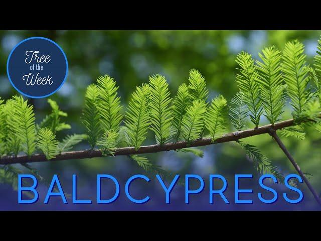 Tree of the Week: Baldcypress