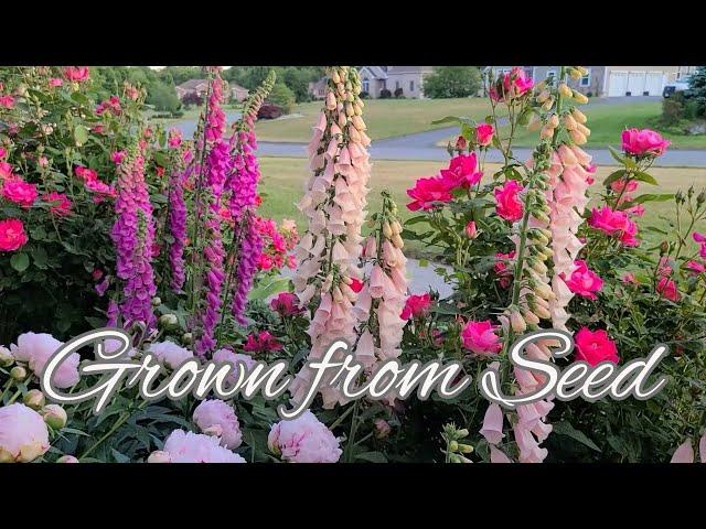 My Experience with Foxglove. How To Grow Foxglove & Collect Seed.