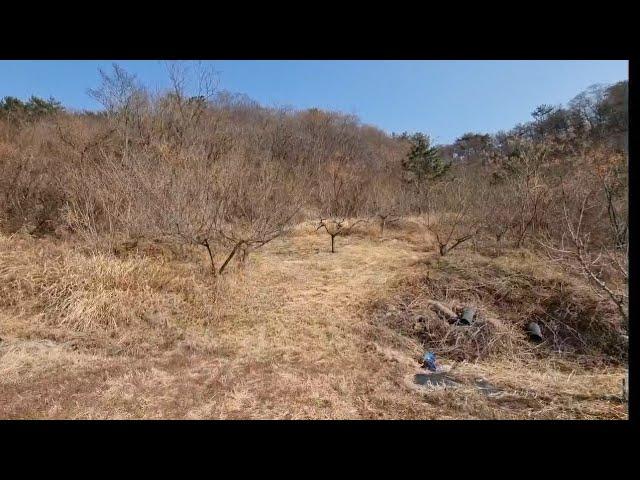 바닷가앞 3960평 과수원+산              평당12000원 반값급매 가격절충