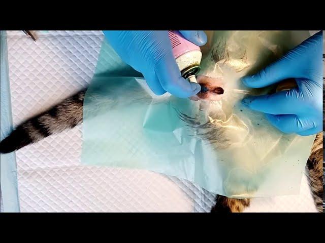 Cat neuter surgery