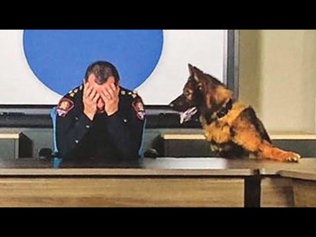 Proof your dog is part human! Funny Dog and Human Moments