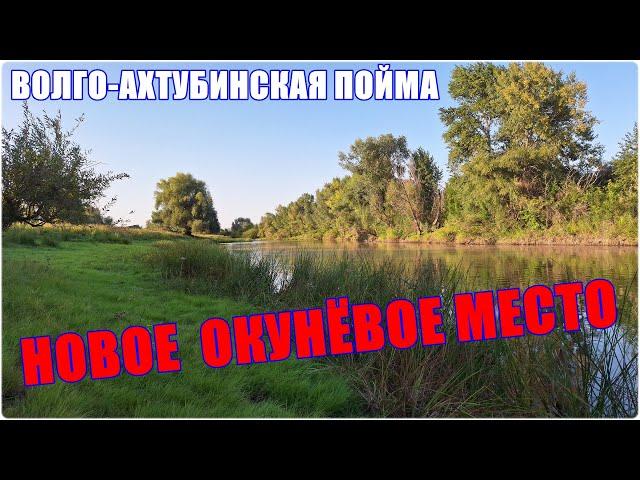 Новое окунёвое место. Волго-Ахтубинская пойма