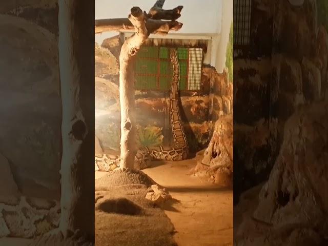 Patna Zoo Sap Ghar Ka Ajgar #Snake #Patna Zoo Ghar #shorts #short #trending #viral #vlogs