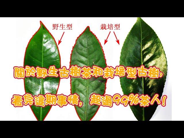 一起學懂普洱茶:關於野生茶和栽培型古樹茶，看完這期視頻，超過99%茶人。