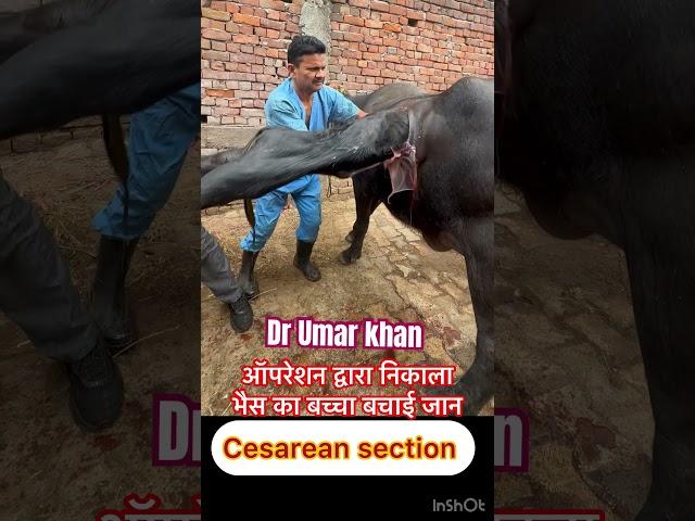 Cesarean section in buffalo l dr Umar khan