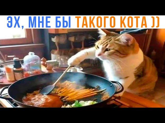 ЭХ, МНЕ БЫ ТАКОГО КОТА ))) Приколы с котами | Мемозг 1610