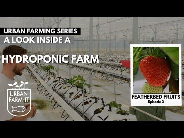 Growing Strawberries Using Hydroponics | Urban Farming Series | Episode III