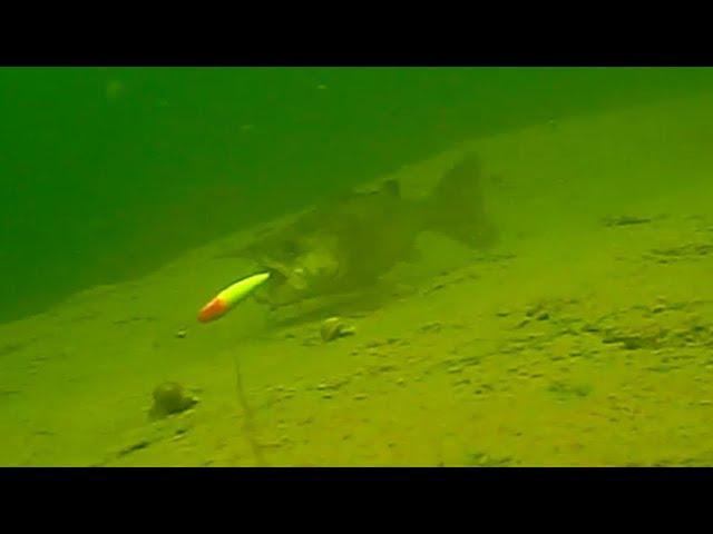 Underwater Walleye Trolling Bites, Strikes & Follows 2019 (Water Wolf Camera)