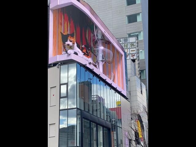 The Famous 3D Cat in Shinjuku! 