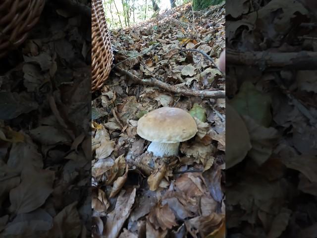 Boletus edulis, Porcino, Steinpilze #shorts #new #trending #foryou #nature #forest #wood #mushroom