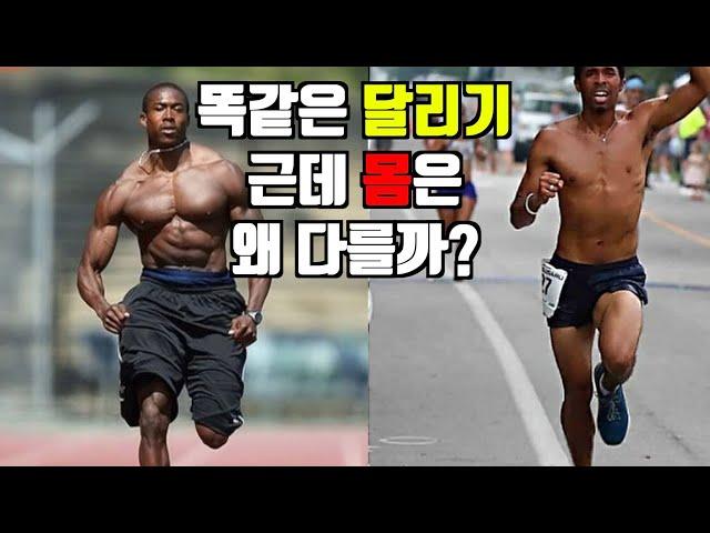 장거리와 단거리에서 몸의 차이가 나는 두가지 근본적인 이유와 운동 꿀팁