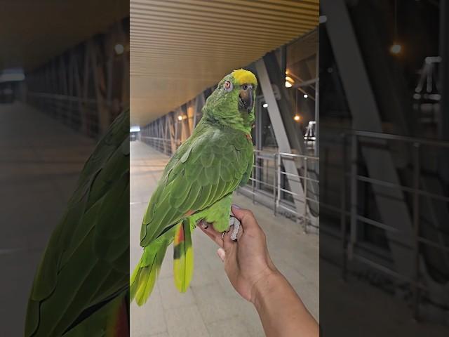 Тренируем свободные полеты. #амазон #parrot #попугай #домашниеживотные #pets #love #freefly #fly