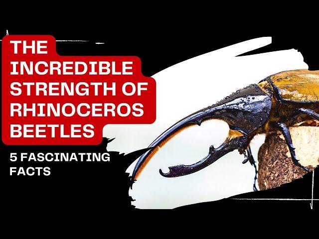 The Incredible Strength of Rhinoceros Beetles: 5 Fascinating Facts