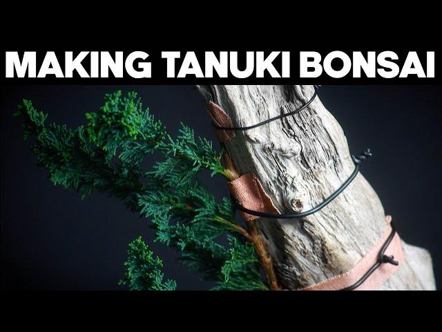 How To Make A Tanuki Bonsai🪴*EASY*