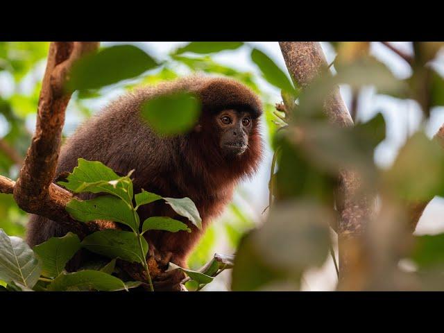 Meet the Monkeys at ZSL London Zoo