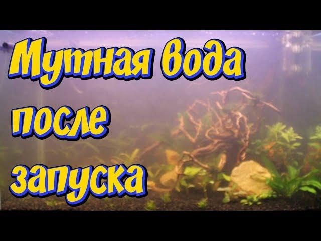 Мутная вода в новом аквариуме после запуска!  Причины помутнения воды в аквариуме!! Что делать!