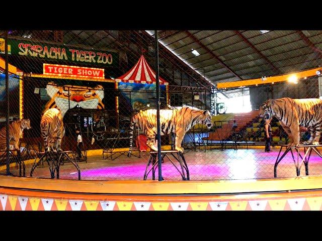 Tiger Show in Sriracha Tiger Zoo Pattaya Thailand (FULL SHOW)