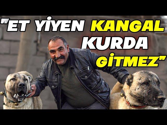 "İYİ BİR KANGAL HİÇBİR KÖPEĞE BENZEMEZ" - Abdurrahman Şişman Kangalları 2. Bölüm - Sivas/Kangal