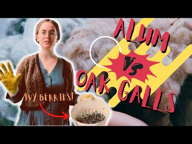 Natural dye experiments: comparing two different mordants for dyeing with ivy berries