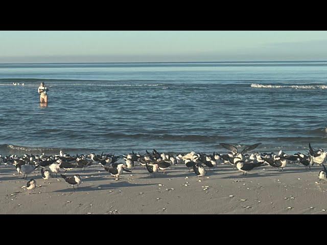 Robb’s Friday Morning Beach Walk at Pelican Bay in North Naple, Florida (11/29/24)