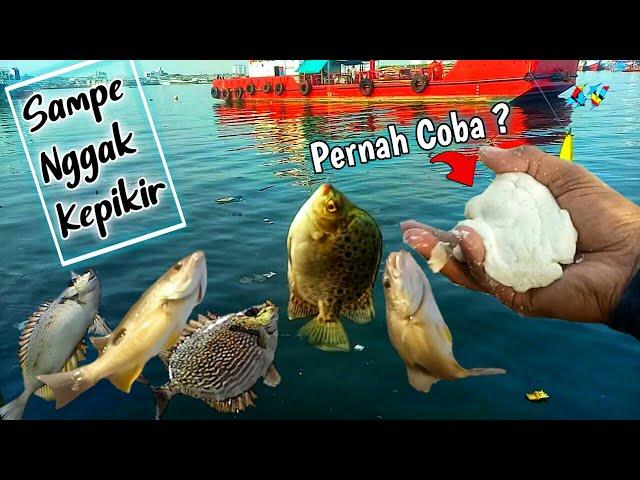 Umpan jitu untuk semua ikan - Belanak, baronang & ikan kiper Langsung test 100% Ampuh !!